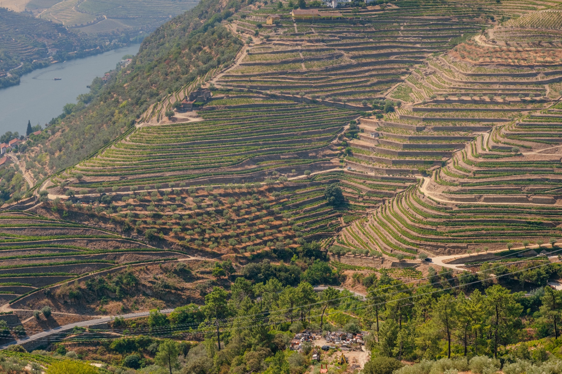 Terrassen langs de Douro