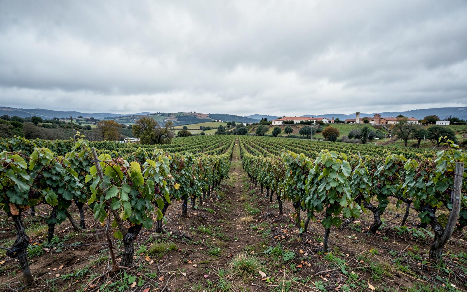 Wijngaarden en dennenbossen in Bairrada