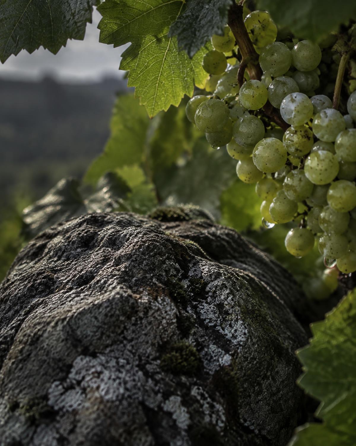 Graniet en druiven in een wijngaard van Vinho Verde