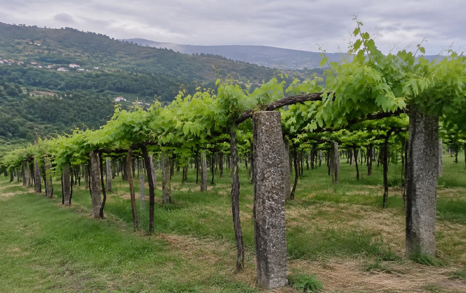 Traditionele pergola-wijngaard in Vinho Verde